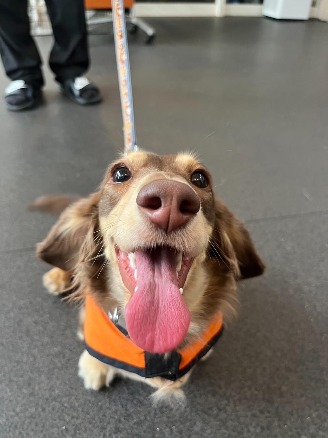 訓練を楽しみ喜ぶ姿に癒されます