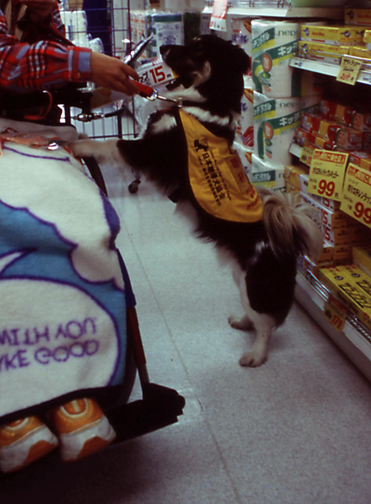 Multipurpose Assistance Dog Shiro
