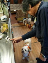 タンデム聴導犬しん （大阪）